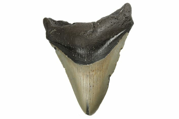 Fossil Megalodon Tooth - North Carolina #190883